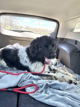Newfoundland Dog Dogs Available for Adoption in Ledyard, Connecticut - Faith | PetCurious