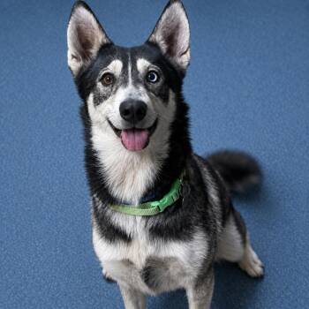Husky and Mixed Breed Dogs Available for Adoption in Riverside, California - Lyla | PetCurious