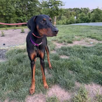 Mina -  Doberman Pinscher Dog for Adoption in Medford Lakes, New Jersey - Mina | PetCurious