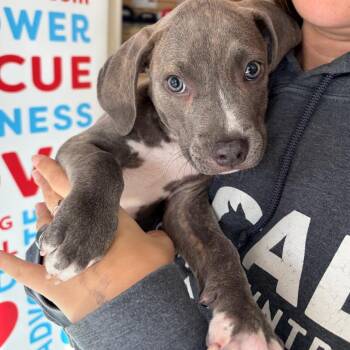 Mordie -  Mixed Breed Dog for Adoption in Morristown, Vermont - Mordie | PetCurious