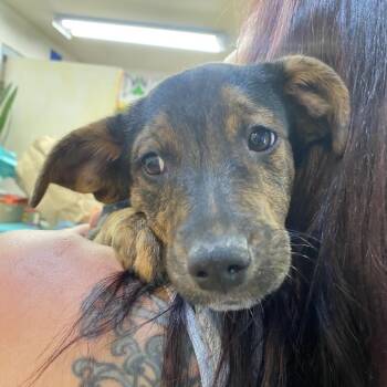 Australian Cattle Dog Blue Heeler and Mixed Breed Dogs Available for Adoption in Grand Junction, Colorado - Midas | PetCurious