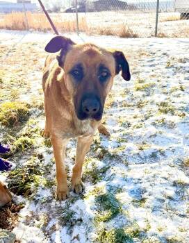 Rescue Shepherd Dogs for Adoption in Peace River, Alberta - Charles B | PetCurious