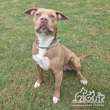 Pit Bull Terrier Dogs Available for Adoption in Irvine, California - HENRY | PetCurious
