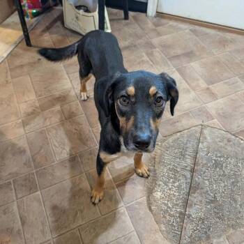 Molly -  Mixed Breed Dog for Adoption in Boaz, Alabama - Molly | PetCurious