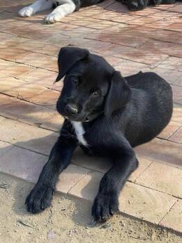 Gomez -  Labrador Retriever and Terrier Dog for Adoption in San Diego, California - Gomez | PetCurious