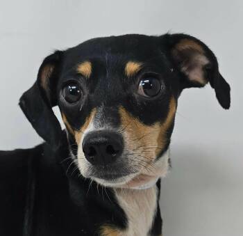 Kerria -  Rat Terrier Dog for Adoption in Newport, Tennessee - Kerria | PetCurious