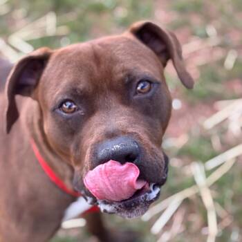 Pit Bull Terrier Dogs Available for Adoption in York, Pennsylvania - Zap | PetCurious