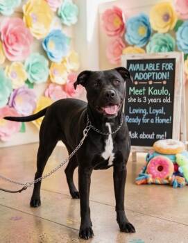 Black Labrador Retriever Dogs Available for Adoption - Kaulo | PetCurious