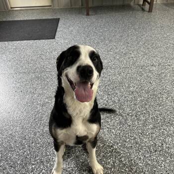 Fred -  Mixed Breed Dog for Adoption in Moravia, New York - Fred | PetCurious