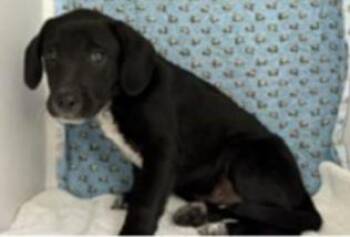 Mixed Breed Dogs Available for Adoption in Largo, Florida - Baylor | PetCurious