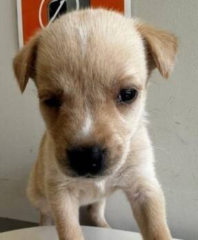 Shrimp -  Mixed Breed Dog for Adoption in Winnipeg, Manitoba - Shrimp | PetCurious