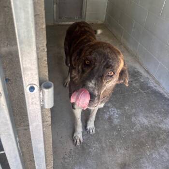Gemma -  Great Pyrenees Dog for Adoption in Brookfield, Missouri - Gemma | PetCurious