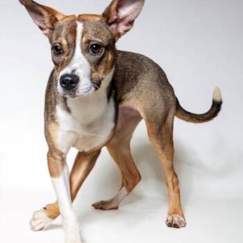 Brittany -  Rat Terrier and Manchester Terrier Dog for Adoption in Jackson, Louisiana - Brittany | PetCurious