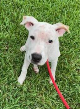 Gonzo -  Mixed Breed Dog for Adoption in Wekiwa Springs, Florida - Gonzo | PetCurious