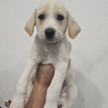 Terra -  Labrador Retriever and Hound Dog for Adoption in Kalamazoo, Michigan - Terra | PetCurious