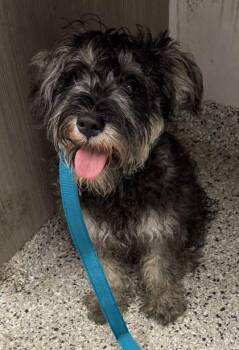 Fritz -  Schnauzer and Mixed Breed Dog for Adoption in Kansas City, Missouri - Fritz | PetCurious