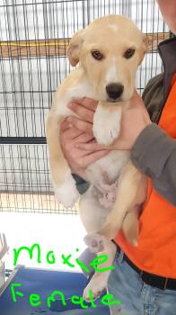 Mixed Breed Dogs Available for Adoption in Manchester, Connecticut - Moxie | PetCurious