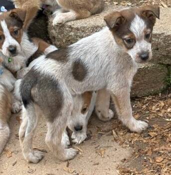 Fox Terrier and Mixed Breed Dogs Available for Adoption - Aurora | PetCurious