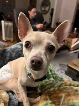 Rescue Chihuahua Dogs for Adoption in Cedar Rapids, Iowa - Bergie | PetCurious