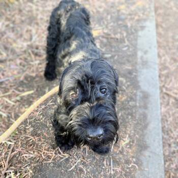 Ari Chanelle -  Mixed Breed Dog for Adoption in Oakland, California - Ari Chanelle | PetCurious