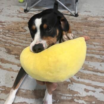 Entlebucher and Mixed Breed Dogs Available for Adoption in Kyle, Texas - LEVY | PetCurious