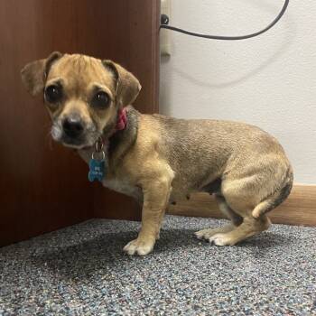 Rescue Chihuahua and Mixed Breed Dogs for Adoption in Wichita, Kansas - Flaka | PetCurious