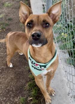 Rescue Labrador Retriever and Shepherd Dogs for Adoption in Thousand Oaks, California - Chester -- URGENT!! LONG-TIME RESIDENT!! | PetCurious