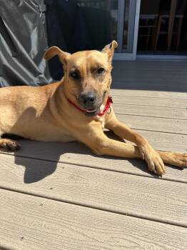 Labrador Retriever Dogs Available for Adoption in Harrison, New York - Katie | PetCurious