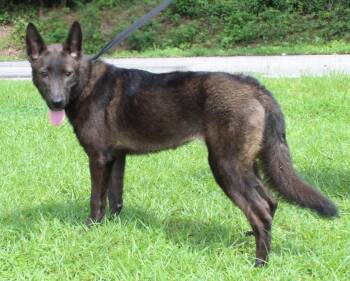 Shepie 43793 -  Shepherd and Husky Dog for Adoption in Prattville, Alabama - Shepie 43793 | PetCurious