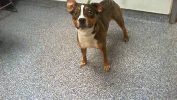 A1268746 -  Pit Bull Terrier and Mixed Breed Dog for Adoption in Charlotte, North Carolina - A1268746 | PetCurious