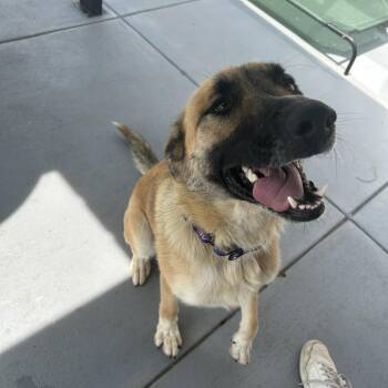 Beau -  German Shepherd Dog Dog for Adoption in Seward, Nebraska - Beau | PetCurious