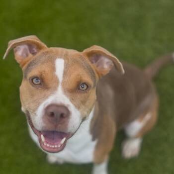 Rescue Mixed Breed Dogs for Adoption in Gainesville, Florida - Junebug | PetCurious