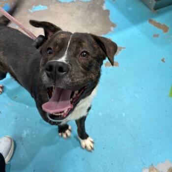 Rigby -  Mixed Breed Dog for Adoption in Rocky Mount, Virginia - Rigby | PetCurious