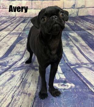Avery -  Pug Dog for Adoption in Quincy, Michigan - Avery | PetCurious