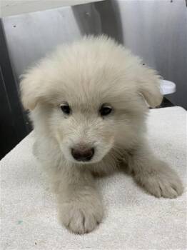 BEHEMOTH -  Alaskan Malamute Dog for Adoption in Fairbanks, Alaska - BEHEMOTH | PetCurious