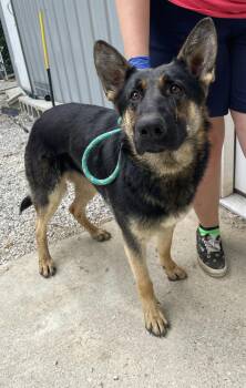Ruby -  German Shepherd Dog Dog for Adoption in Frenchburg, Kentucky - Ruby | PetCurious