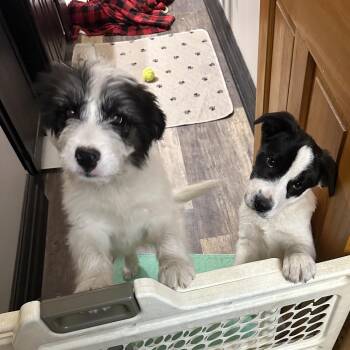 Mixed Breed Dogs Available for Adoption - Emmett | PetCurious