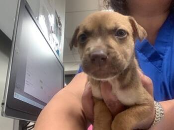 Rescue Pit Bull Terrier and Mixed Breed Dogs for Adoption in Fort Worth, Texas - Martin | PetCurious