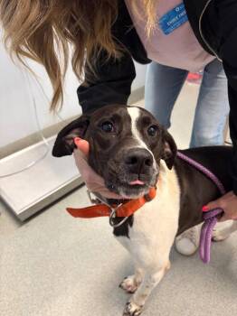 Hound Dogs Available for Adoption in Bloomington, Indiana - Phoebe Peebles | PetCurious