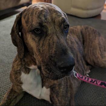 Great Dane and Boxer Dogs Available for Adoption in South Elgin, Illinois - Tig - Home To Home | PetCurious