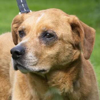 Paulie -  Pit Bull Terrier and Mixed Breed Dog for Adoption in South Elgin, Illinois - Paulie | PetCurious