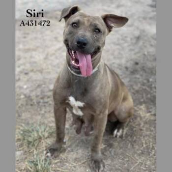 SIRI -  Pit Bull Terrier and Mixed Breed Dog for Adoption in Conroe, Texas - SIRI | PetCurious