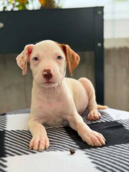 Cars Litter - Dinoco -  Mixed Breed Dog for Adoption in Savage, Minnesota - Cars Litter - Dinoco | PetCurious