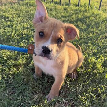 Gnocchi -  American Staffordshire Terrier Dog for Adoption in Harlingen, Texas - Gnocchi | PetCurious