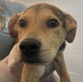 Baloo -  German Shepherd Dog Dog for Adoption in Golden, Colorado - Baloo | PetCurious
