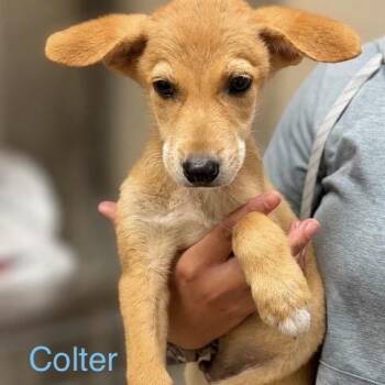 Colter -  Mixed Breed Dog for Adoption in Tacoma, Washington - Colter | PetCurious