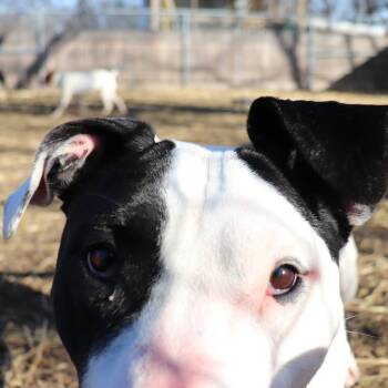 Labrador Retriever and Pit Bull Terrier Dogs Available for Adoption - Dutchess | PetCurious