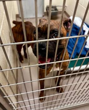 Diesel -  Boxer Dog for Adoption in Christiansburg, Virginia - Diesel | PetCurious