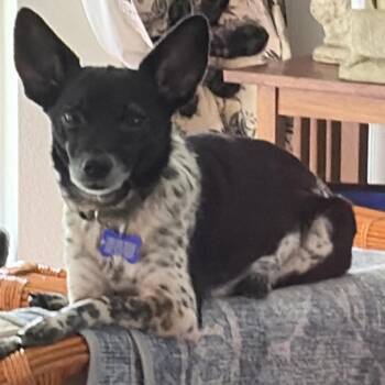 Moochie aka Russell Scout -  Chihuahua and Dachshund Dog for Adoption in Gulfport, Mississippi - Moochie Aka Russell Scout | PetCurious