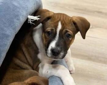 Mixed Breed Dogs Available for Adoption - Indiana | PetCurious